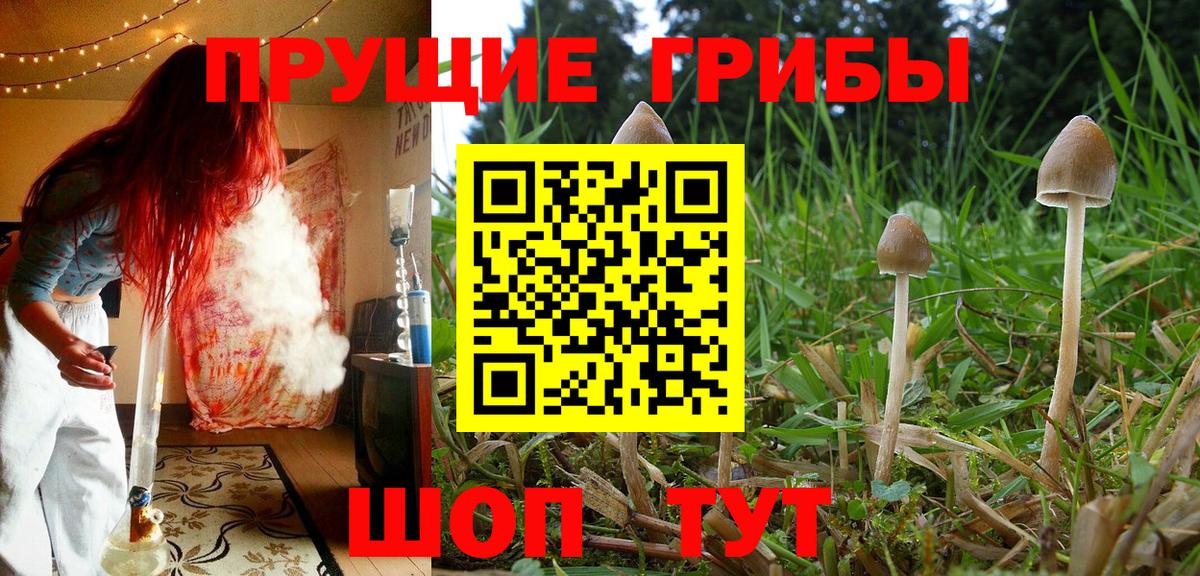 Унеча  Галлюциногенные грибы Psilocybine cubensis  Вход с VPN 